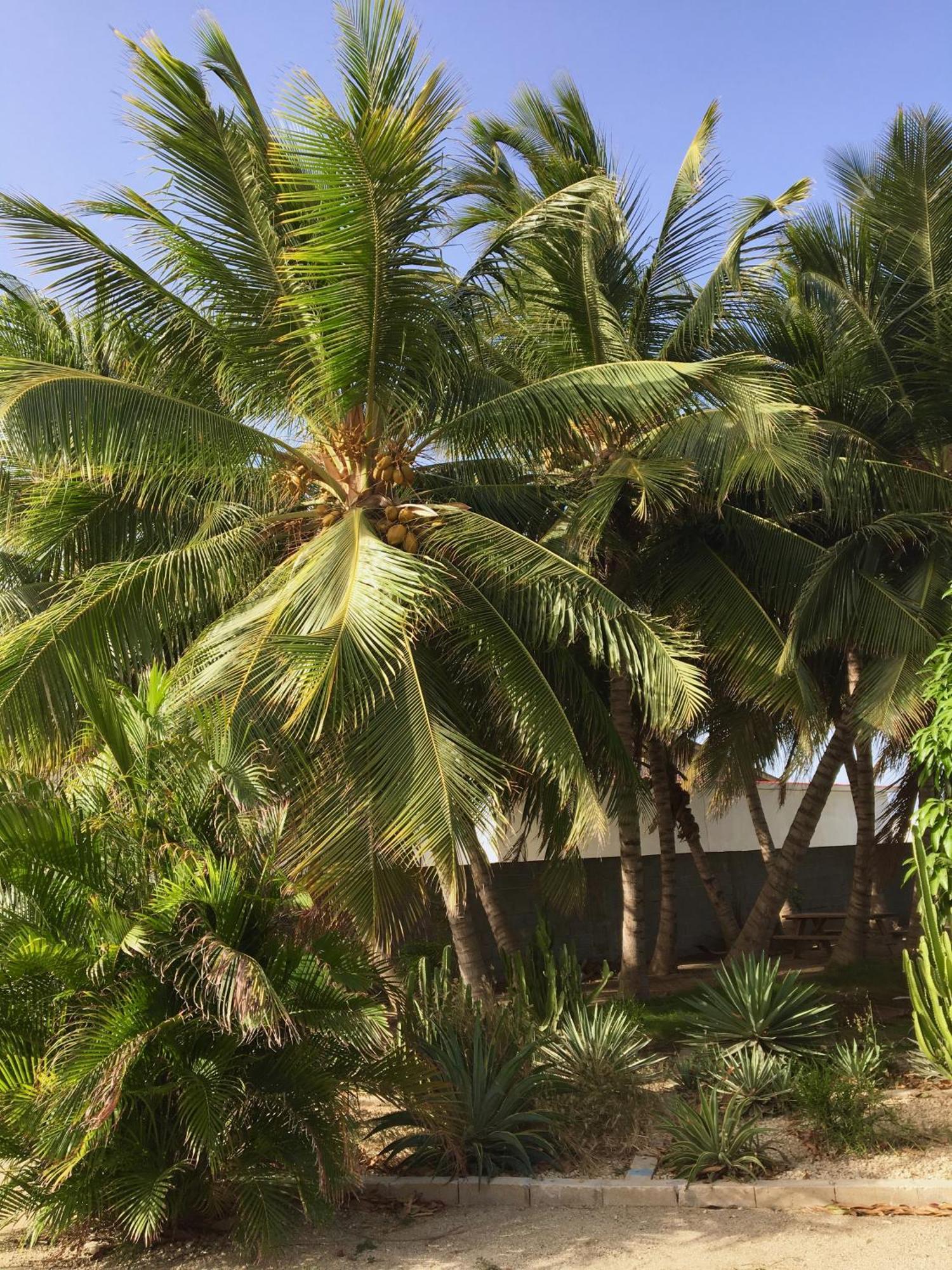 Bubali Gardens By Kamerlingh Villa نورد المظهر الخارجي الصورة